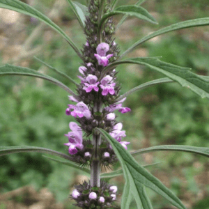 A close-up of a flowering plant with small purple blooms.